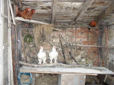 20100708173811-casa-gallinas.jpg