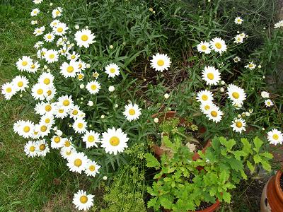 20100708175042-flores-roble.jpg