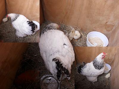 20110618174227-gallina-con-pollitos.jpg